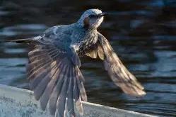 杒?屝dnぇ緸^*eN朾蒓授厑5cjh爼L鹎F貔I?v獩q1A -乐鱼app